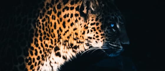 Yggdrasil 与 ReelPlay 合作，从 Bad Dingo 发布 Jaguar SuperWays